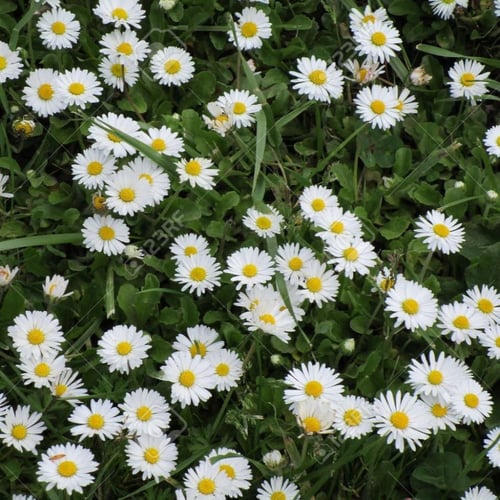 بذور زهرة البكرت(Bellis perennis)