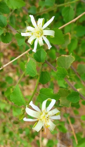 شوحط - قضيم 20 بذرة Ailanthus excels