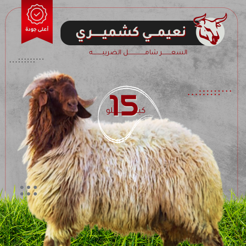 نعيمي كشميري 15 ك
