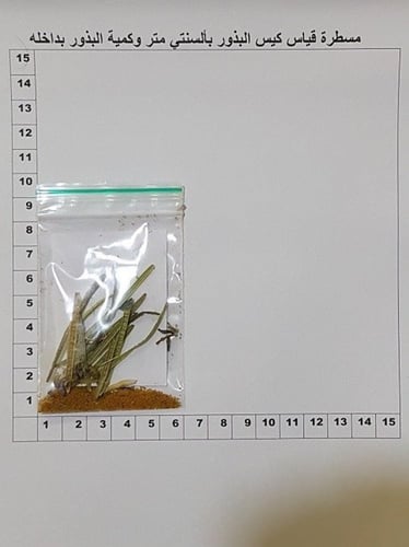 يهق (جرجير بري) 2000 بذرة Diplotaxis acris