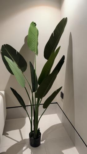 شجرة موز ١٦٠ سم (طلب مسبق 15 يوم )