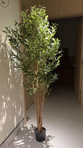 شجرة زيتون 180 سم