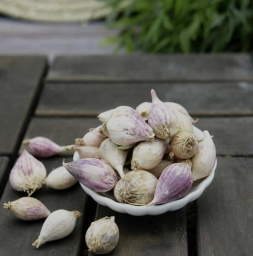 ثوم ذكر يمني