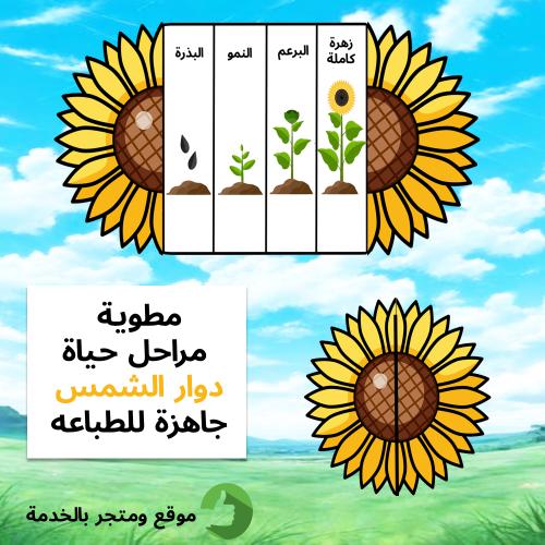 مطوية مراحل حياة دوار الشمس جاهزة للطباعه