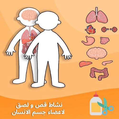 نشاط اعضاء جسم الانسان جاهز للطباعة