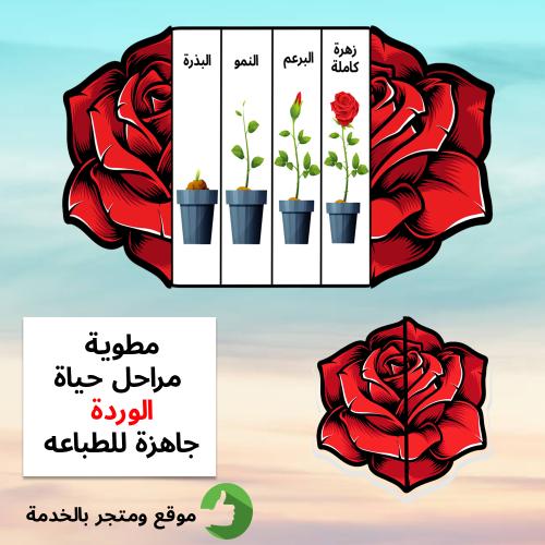 مطوية مراحل حياة الزهرة / الوردة