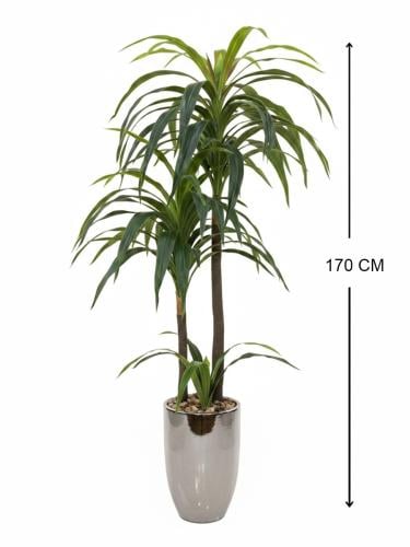 شجرة الدارسينا - حوض سيراميك