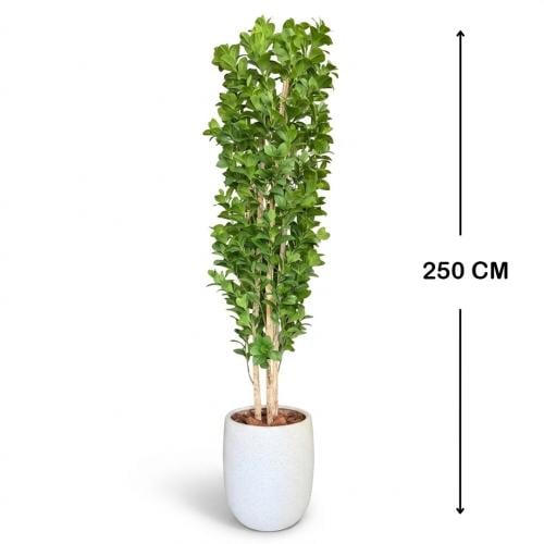 شجرة ليمون صناعية 250 سم + حوض فايبر