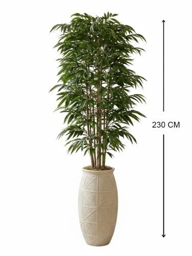 نخيل البامبو الملكي - حوض فايبر