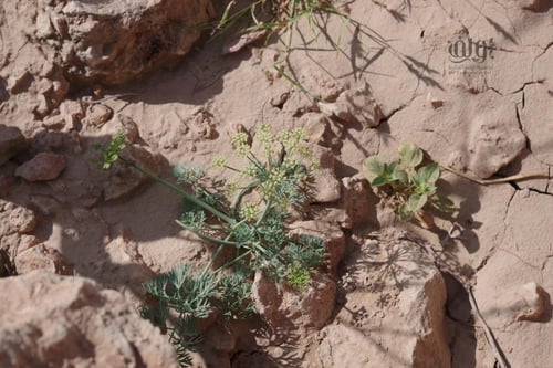 بذور عشبة الحزاء او حزا, Ducrosia anethifolia