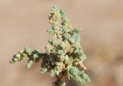 بذور نبات الفرس, Salsola tetrandra Forssk
