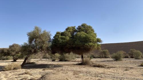 بذور الطلح العراقي(Acacia gerrardii var. iraqensis...