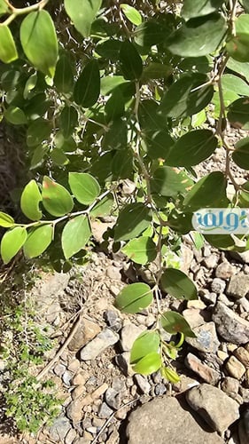 بذور السدر البري - Ziziphus spina-christi