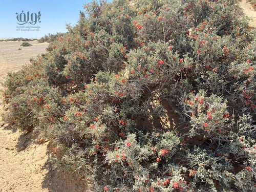 بذور نبات المصع - غرقد كليل (Nitraria retusa)