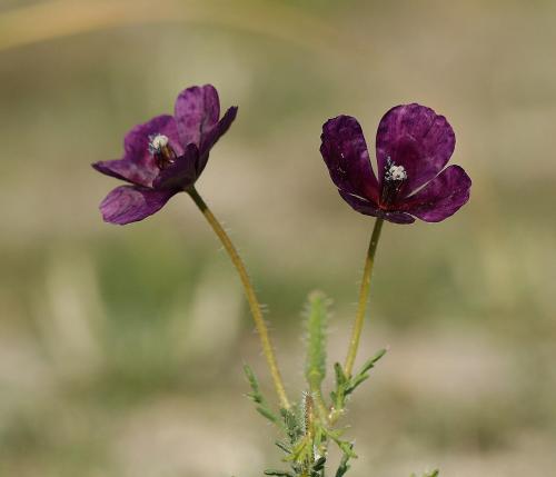 نبات البختري (Roemeria)