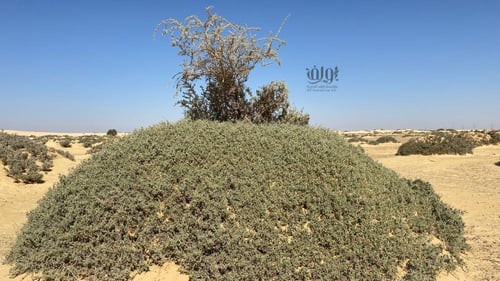 بذور نبات المصع - غرقد كليل (Nitraria retusa)