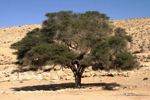الطلح النجدي 100 بذرة