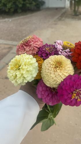 بذور زهرة الزينيا متعددة الالوان عبوه 30 ملي( 350 بذره )