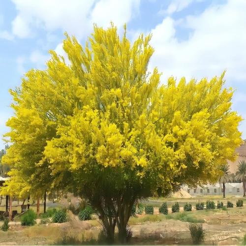 بذور شجرة السرسيديوم - باركنسونيا فلوريدا ( Parkinsonia florida ) 60 بذرة