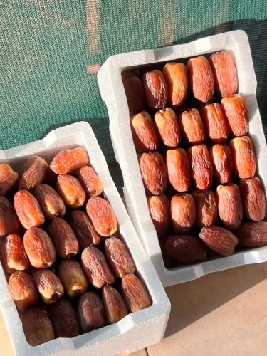 مجدول رطب فاخر نوادر