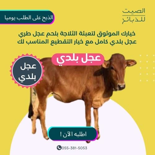 عجل بلدي كامل- الصيت للذبائح