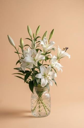 فازة كازا بلانكا