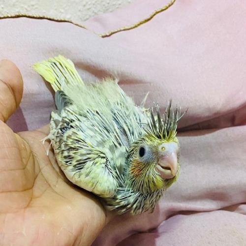 كروان فراشه فرخ