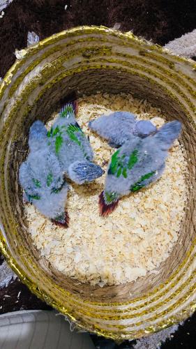 فروخ كنيور " يلو سايد "