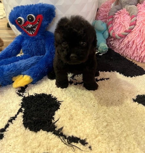 تي كب مالتي بوو ( ذكر ) لون أسود - شامل اغراضه كام...