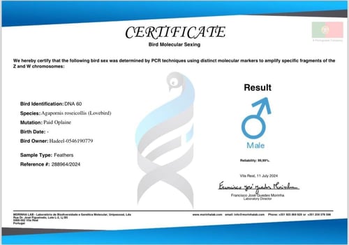 روز "باليد اوب لاين ابرق" ذكر محلل