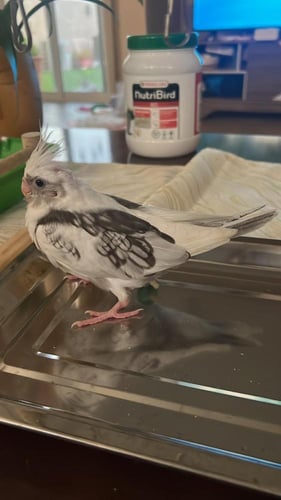 طير كروان مفطوم العمر شهرين انثى محلله DNA