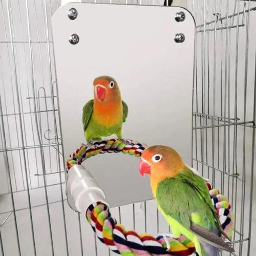 مرأه الطيور مع غصن للببغاوات و الطيور