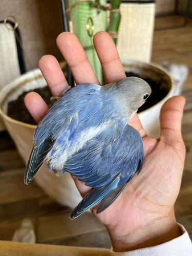 فرخ روز "فاليوت بلو" محلل DNA انثى