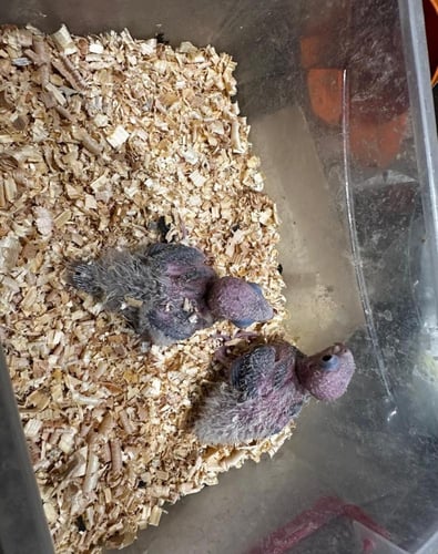 فرخ كنيور سنامون بلو