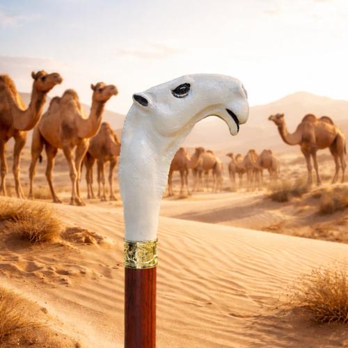 عصا راس الناقه | وضح