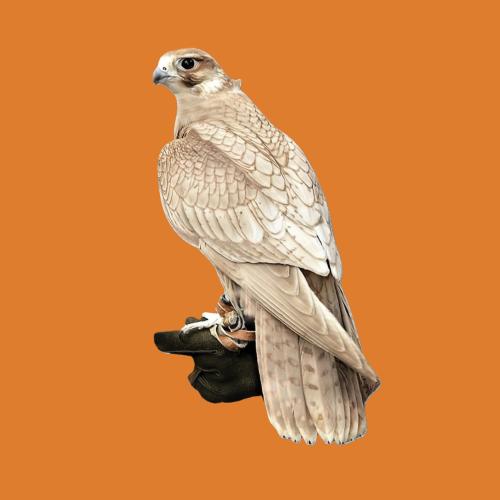 ستيكرز طير قولد