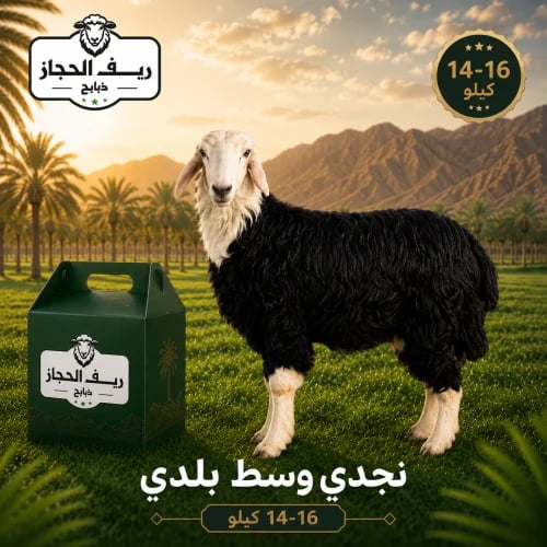 نجدي وسط بلدي