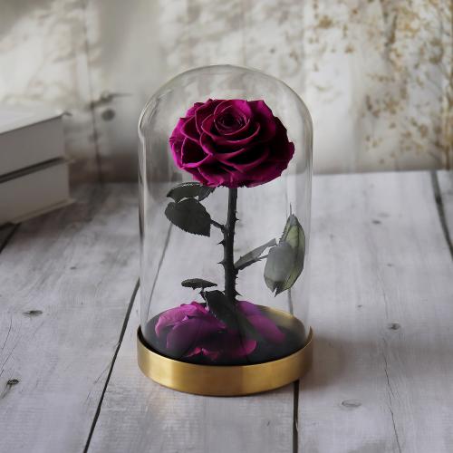 "الوردة الخالدة" - وردة بنفسجية دائمة في قبة زجاجي...