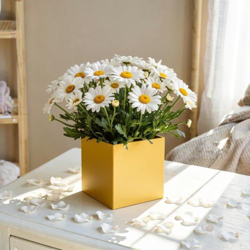 بوكس "إشراقة الأقحوان" - سحر الأقحوان الأبيض في ال...