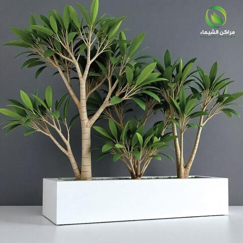 حوض زرع كبير 1.5م لزراعة الأشجار