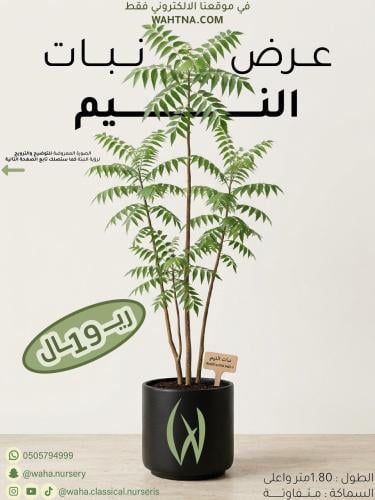 عرض | النيم