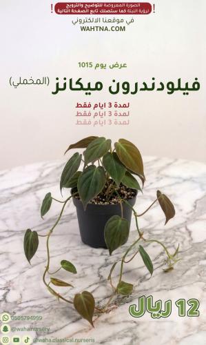 عرض | فيلودندرون ميكانز (المخملي)