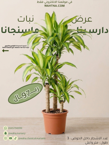 عرض | دارسينا ماسنجانا