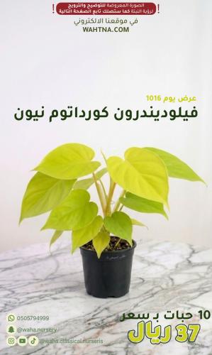 عرض | فيلوديندرون كورداتوم نيون