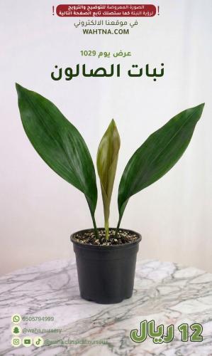 عرض | نبات الصالون