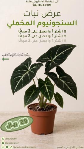 عرض | السنجونيوم المخملي