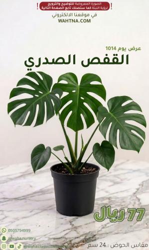 عرض | القفص الصدري