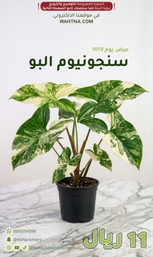 عرض | سنجونيوم البو