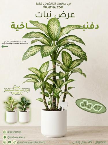 عرض | دفنباخية