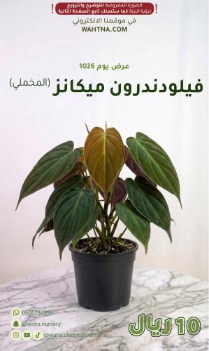 عرض | فيلودندرون ميكانز (المخملي)